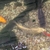 Kio XXL Mature, Various Types, All good sizes, Pond, Equipment, Various, Some Ne