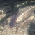 Kio XXL Mature, Various Types, All good sizes, Pond, Equipment, Various, Some Ne