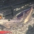 Kio XXL Mature, Various Types, All good sizes, Pond, Equipment, Various, Some Ne