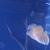 Albino pair Oscar