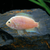 Convict Cichlids