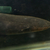 Electric Eel 30”+