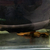 Electric Eel 30”+