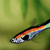 Guppy’s and endlers