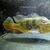 XL Peacock Bass male