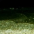 Various juvenile L number plecos
