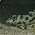 Various juvenile L number plecos