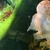 VIP FULL PEARL GOLDEN BASE FLOWERHORN £130