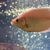 3 X WHITE KISSING GOURAMI CICHLIDS