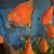 3 x PARROT FISH - beautiful fish