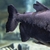 2 Full-Grown Pacu for Sale – Must Go Together  7–9kg Each  – EXPERT KEEPER