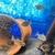 Pearl hybrid ray and fish for sale