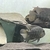 South American cichlids for sale