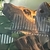 South American cichlids for sale