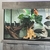 South American cichlids for sale