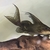 South American cichlids for sale
