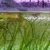 Guppies various colours, Snails, Plants etc.
