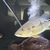 Peacock bass - 11-12 inches - reduced