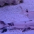Very rare, Albino gars, albino/albino marble TSN, Fogo bass, red Phonix barbs
