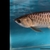 F2 Wild Bloodline Malaysian Golden Crossback Arowana