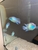 electric blue acara SOLD