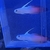 Firefish Pair Very rare