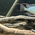 6x Geophagus Altifrons Rio Tocantins and Pair of Heros Efasciatus Rio Tocantins 