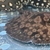 Mature Male Hystrix Stingray approx 11/12 inches