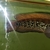 Snakehead Channa Asiatica 12 inches - £50 ono