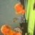 KING KONG PARROTS, DATNOIDS, SNAKEHEAD
