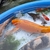 Looking to sell all my fish in out door pond