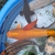 Looking to sell all my fish in out door pond