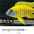 For sale benga sunshine male