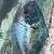 Breeding electric blue acara pair-proven , breeding project