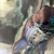 Breeding electric blue acara pair-proven , breeding project