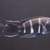 Large Moba Zaire Blue Frontosa