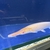 Albino Ali gar 2.5ft monster tank only 2k ono