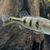 Kelberi spider peacock bass
