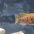 Mbuna