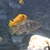 Mbuna
