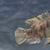 Mbuna