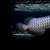 AAA SHOW GRADE MALAYSIAN GOLDEN AROWANA