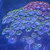 Large Zoa Garden