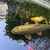 Stunning Metallic Japanese Koi Carp – Over 50cm – Looking for a New Pond