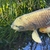 Stunning Metallic Japanese Koi Carp – Over 50cm – Looking for a New Pond