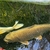 Stunning Metallic Japanese Koi Carp – Over 50cm – Looking for a New Pond