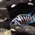 Polar blue cichlids