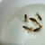 5x Oranda Fancy Goldfish Babies.