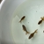 5x Oranda Fancy Goldfish Babies.