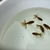 5x Oranda Fancy Goldfish Babies.